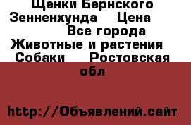 Щенки Бернского Зенненхунда  › Цена ­ 40 000 - Все города Животные и растения » Собаки   . Ростовская обл.